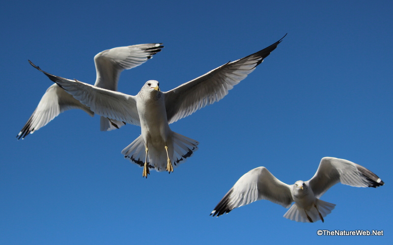 Seabirds